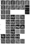 Extended Data Figure 2