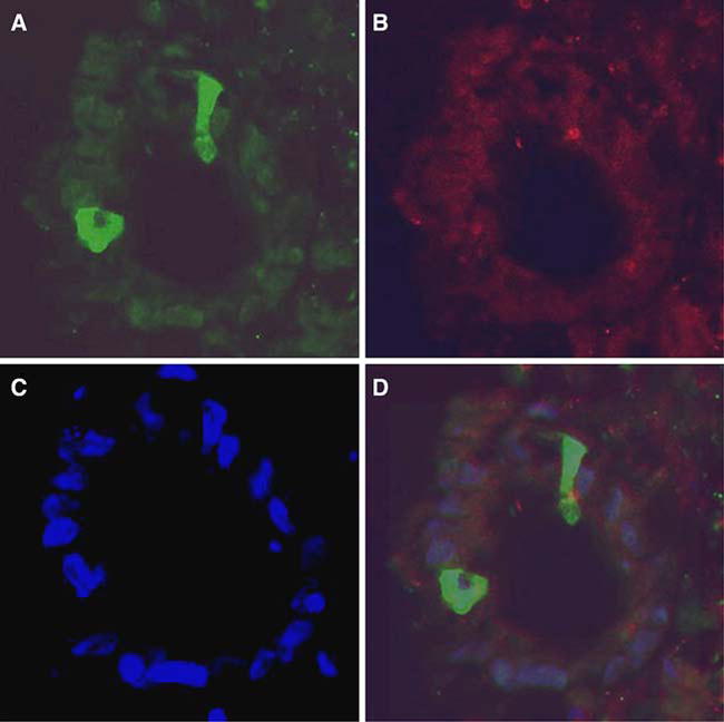 Fig. 3a–d