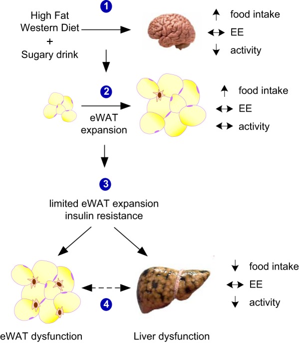 Fig. 13.