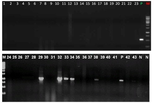 [Table/Fig-5]: