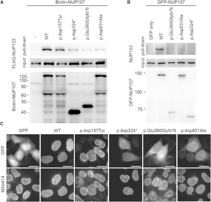 Figure 3