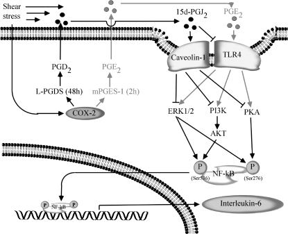 Figure 11.