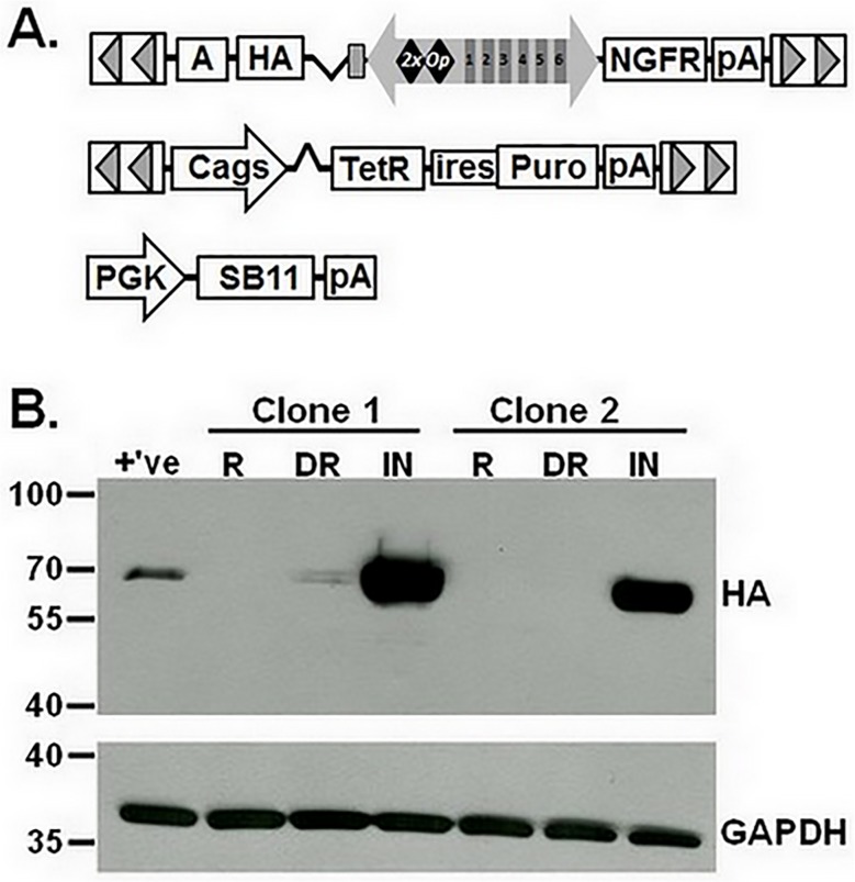 Fig 6