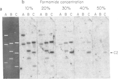 graphic file with name pnas00639-0190-a.jpg