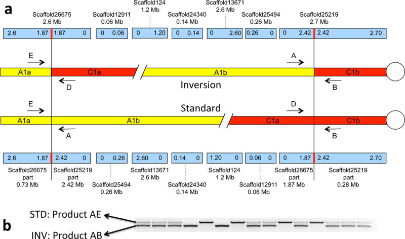 Fig. 2