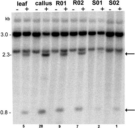 Figure 5.