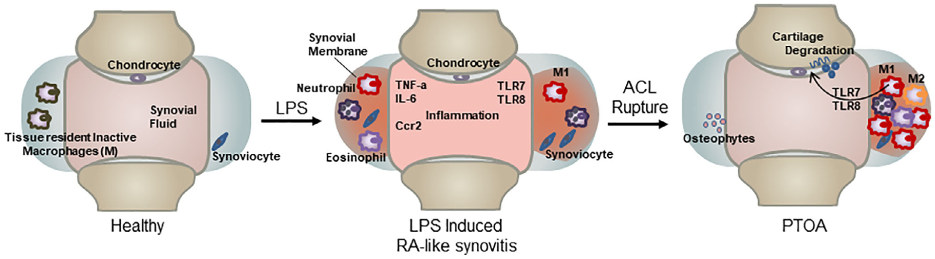 Fig 7.