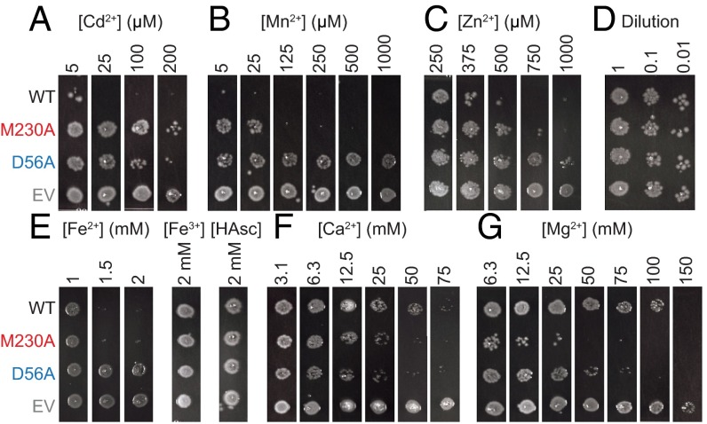 Fig. 6.