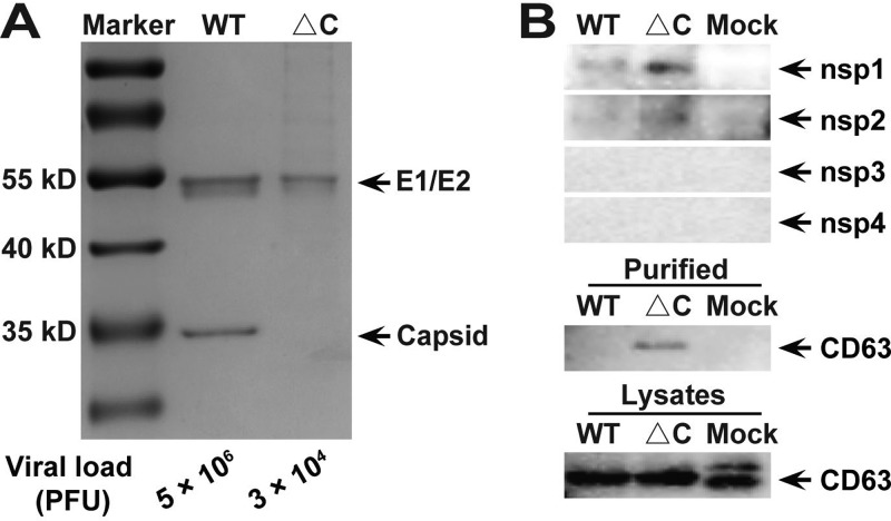 FIG 6