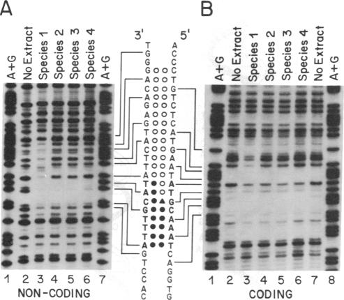 graphic file with name pnas00276-0324-a.jpg