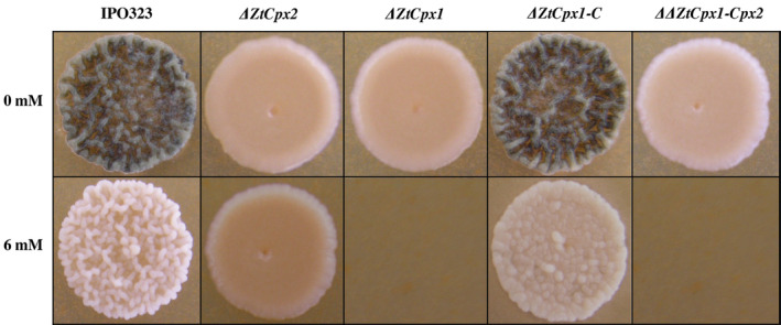 FIGURE 2