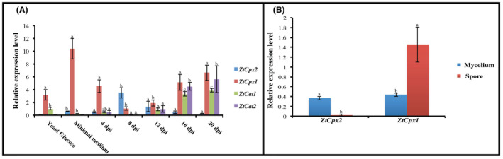 FIGURE 4