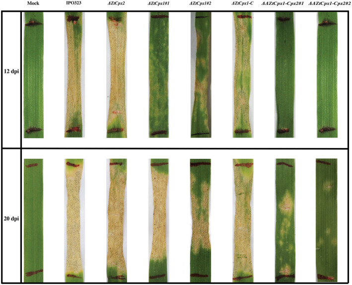 FIGURE 6