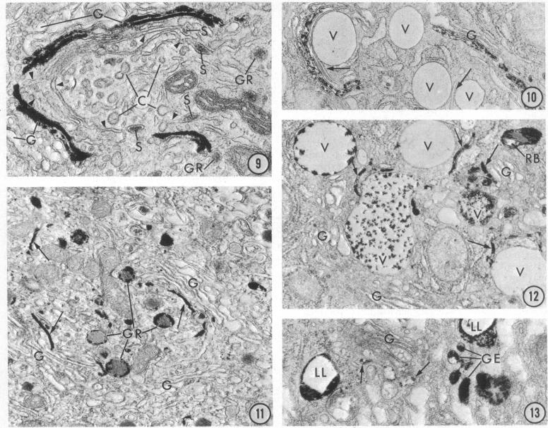 graphic file with name pnas00038-0258-a.jpg