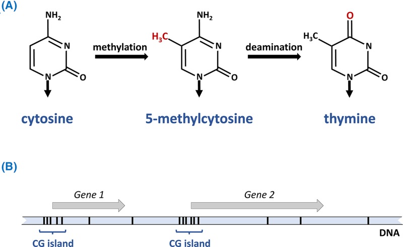 Figure 21