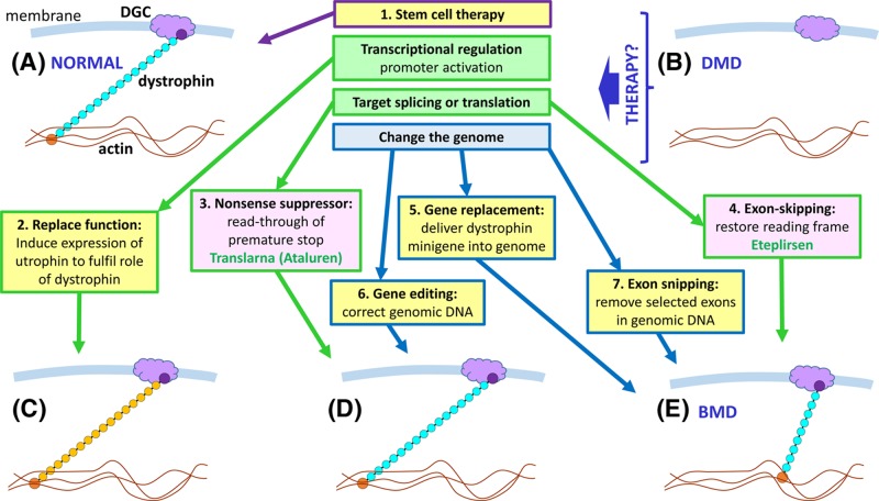 Figure 54