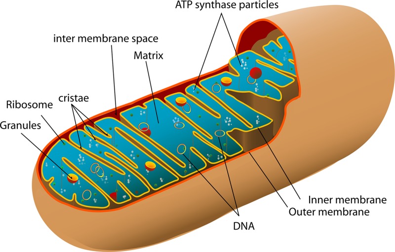 Figure 15