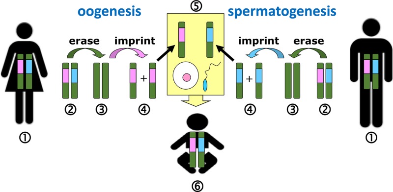 Figure 26