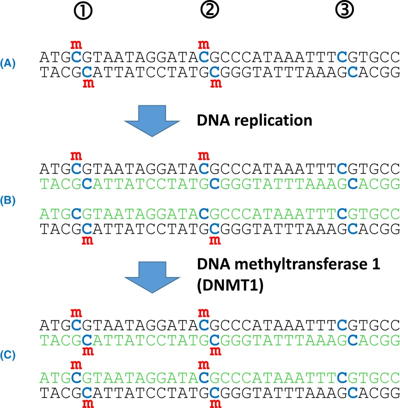 Figure 24