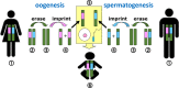 Figure 26