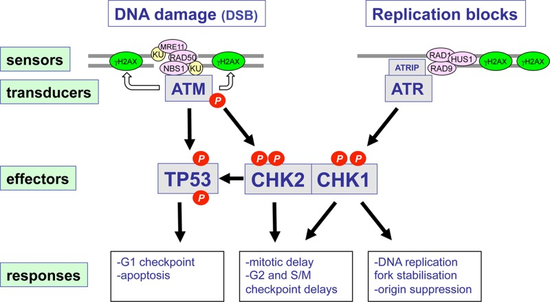 Figure 38