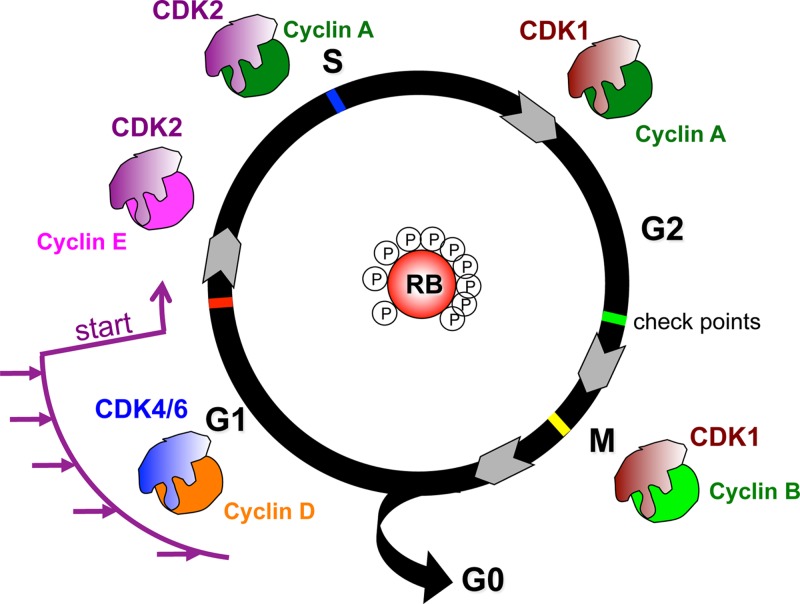 Figure 37