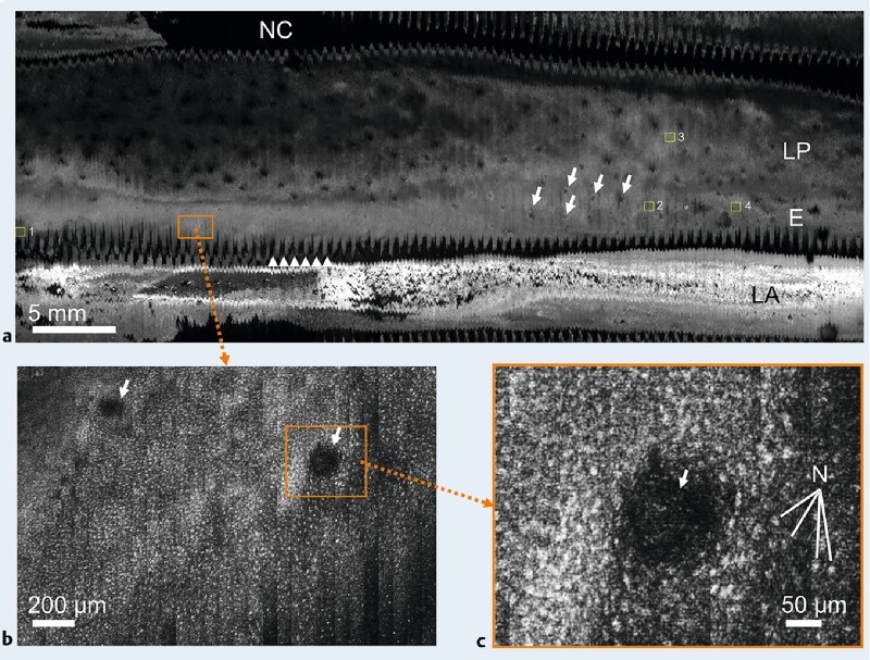 Fig. 2