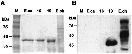 FIG. 8.