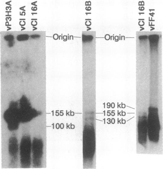 graphic file with name pnas01090-0496-a.jpg