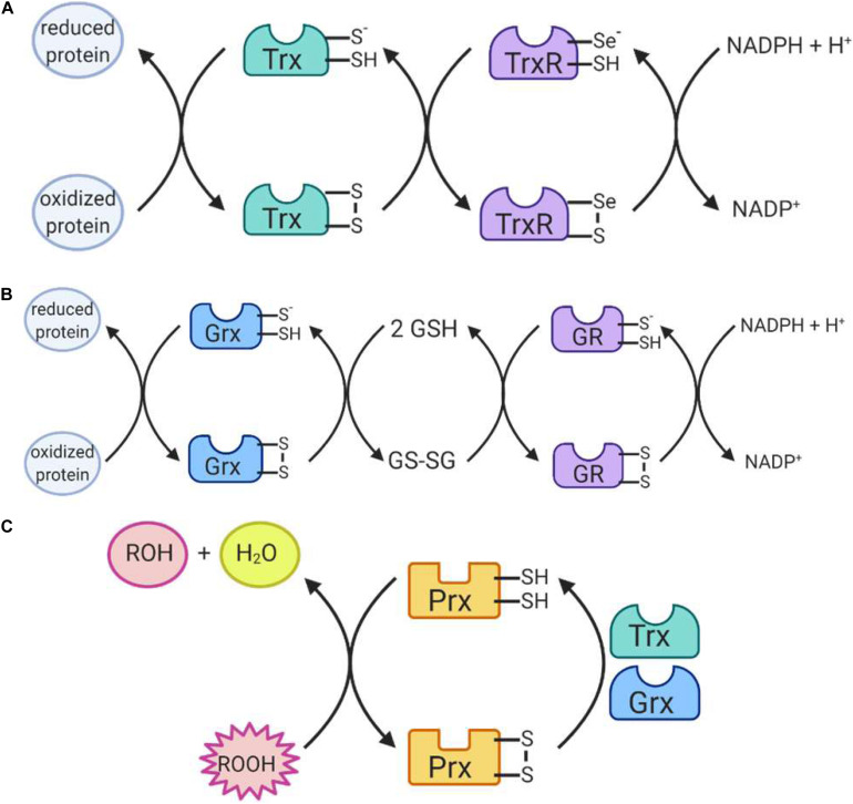 FIGURE 6