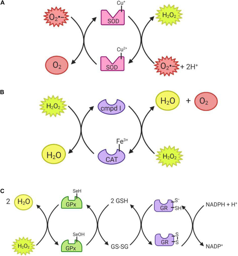 FIGURE 4