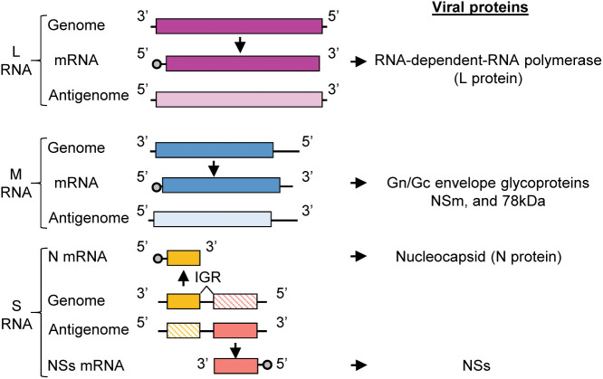 Figure 1