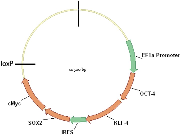 Figure 1—figure supplement 1.