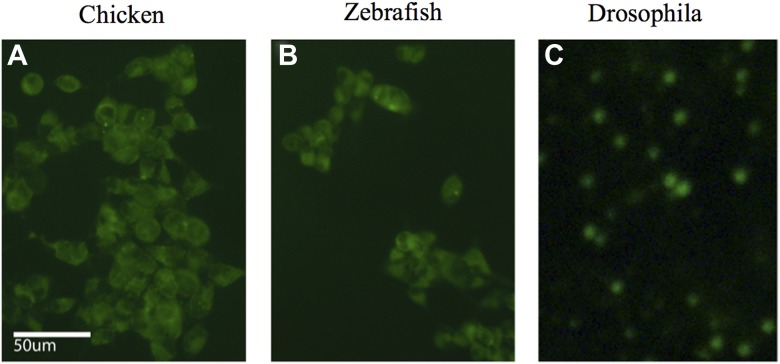 Figure 6—figure supplement 1.