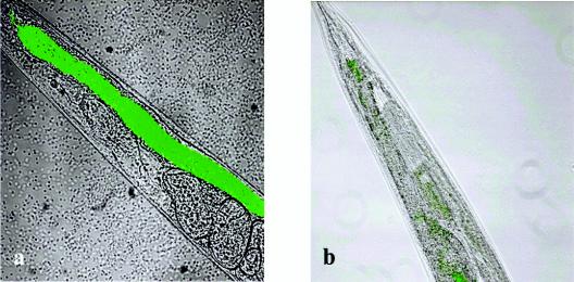 FIG. 7.