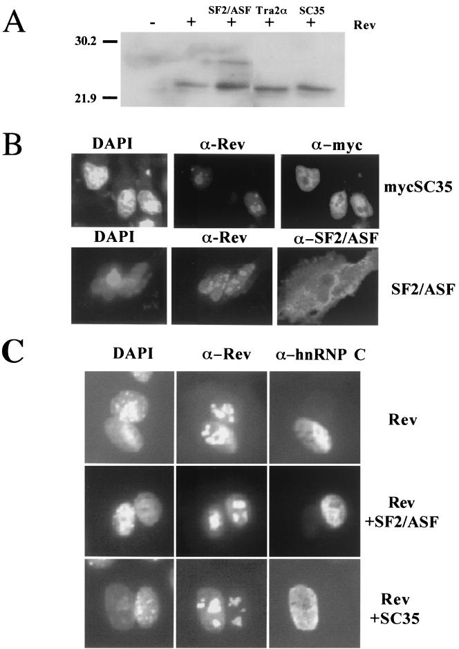 FIG. 5.