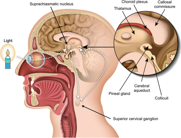 Fig. 3