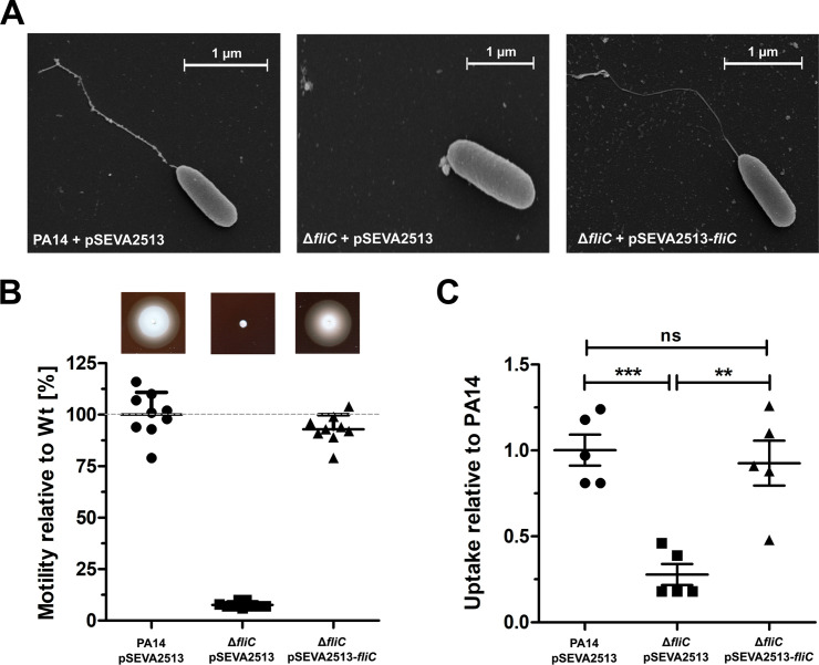 Figure 2—figure supplement 2.