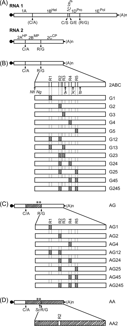 FIG. 4.