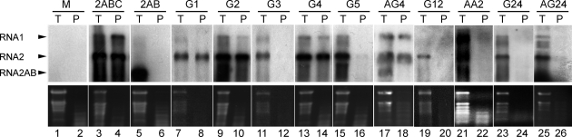 FIG. 5.