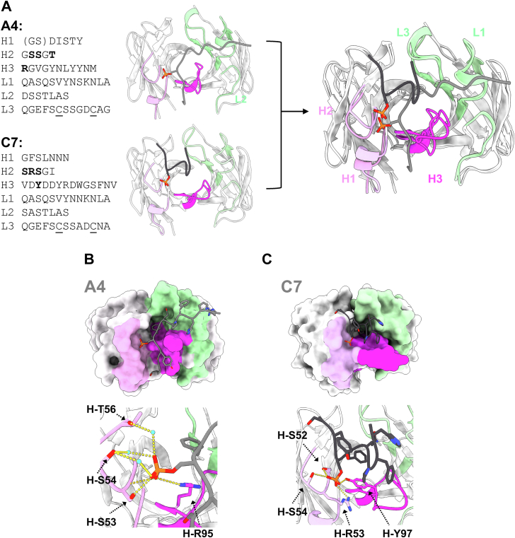 Figure 2