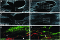 <b>FIG. 4.</b>