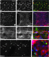 <b>FIG. 8.</b>