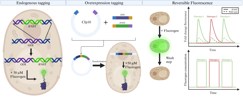 graphic file with name BioProtoc-14-19-5082-ga001.jpg