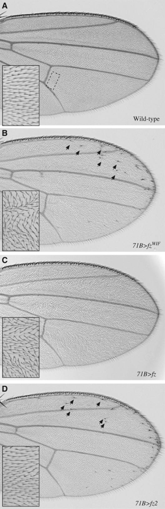 Figure 7