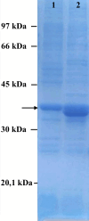 <i>Supplementary Figure 1</i>: