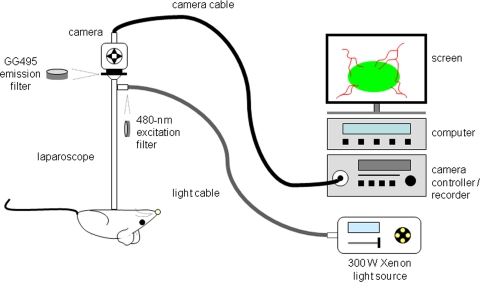 Fig. 1