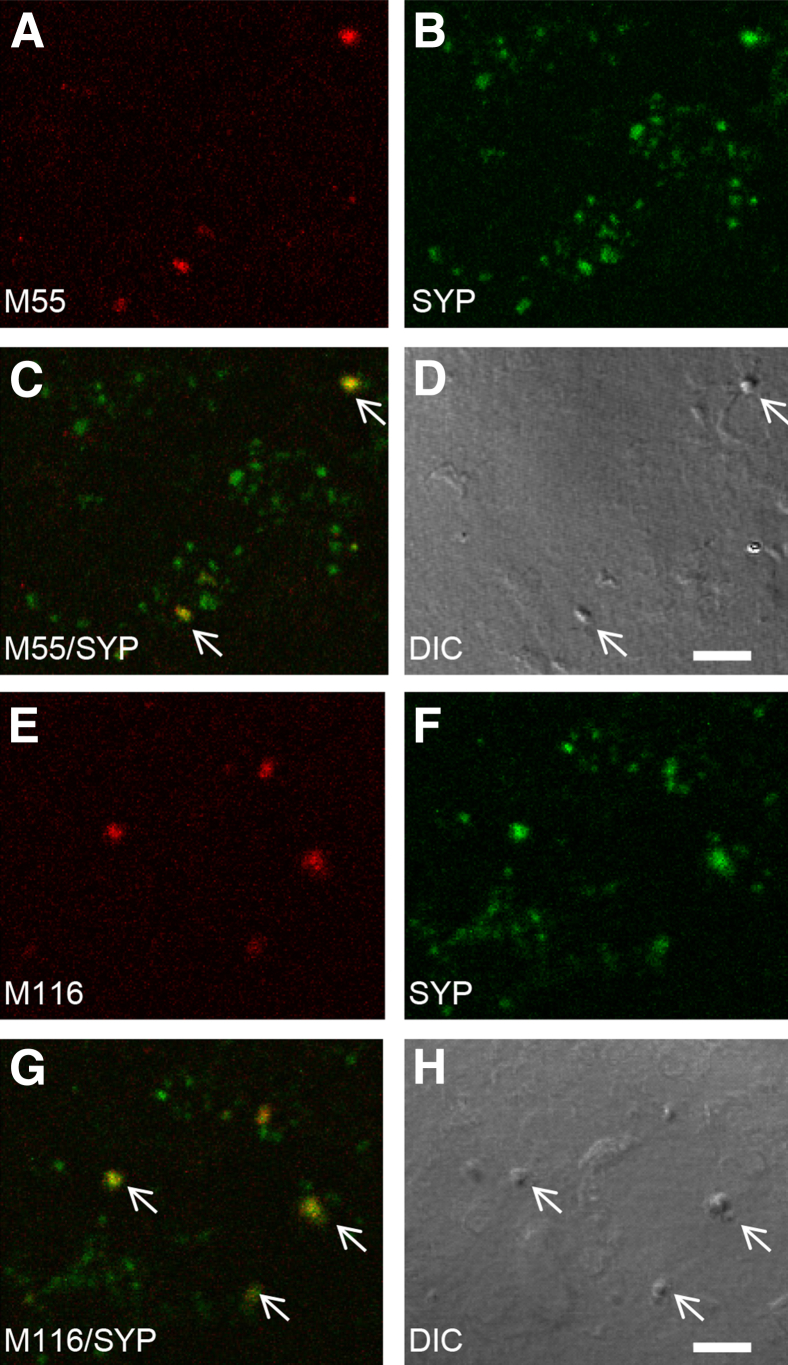 Figure 3