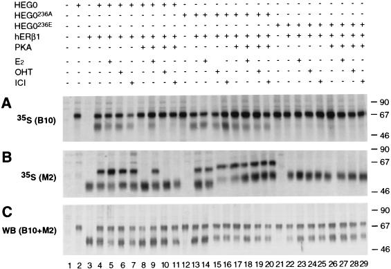 FIG. 7