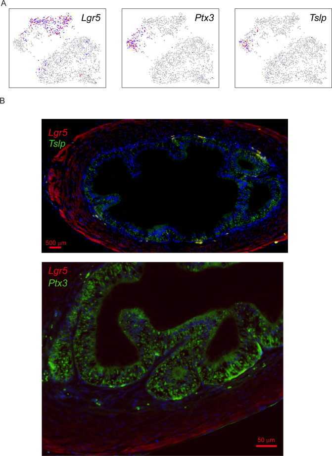 Figure 6—figure supplement 2.